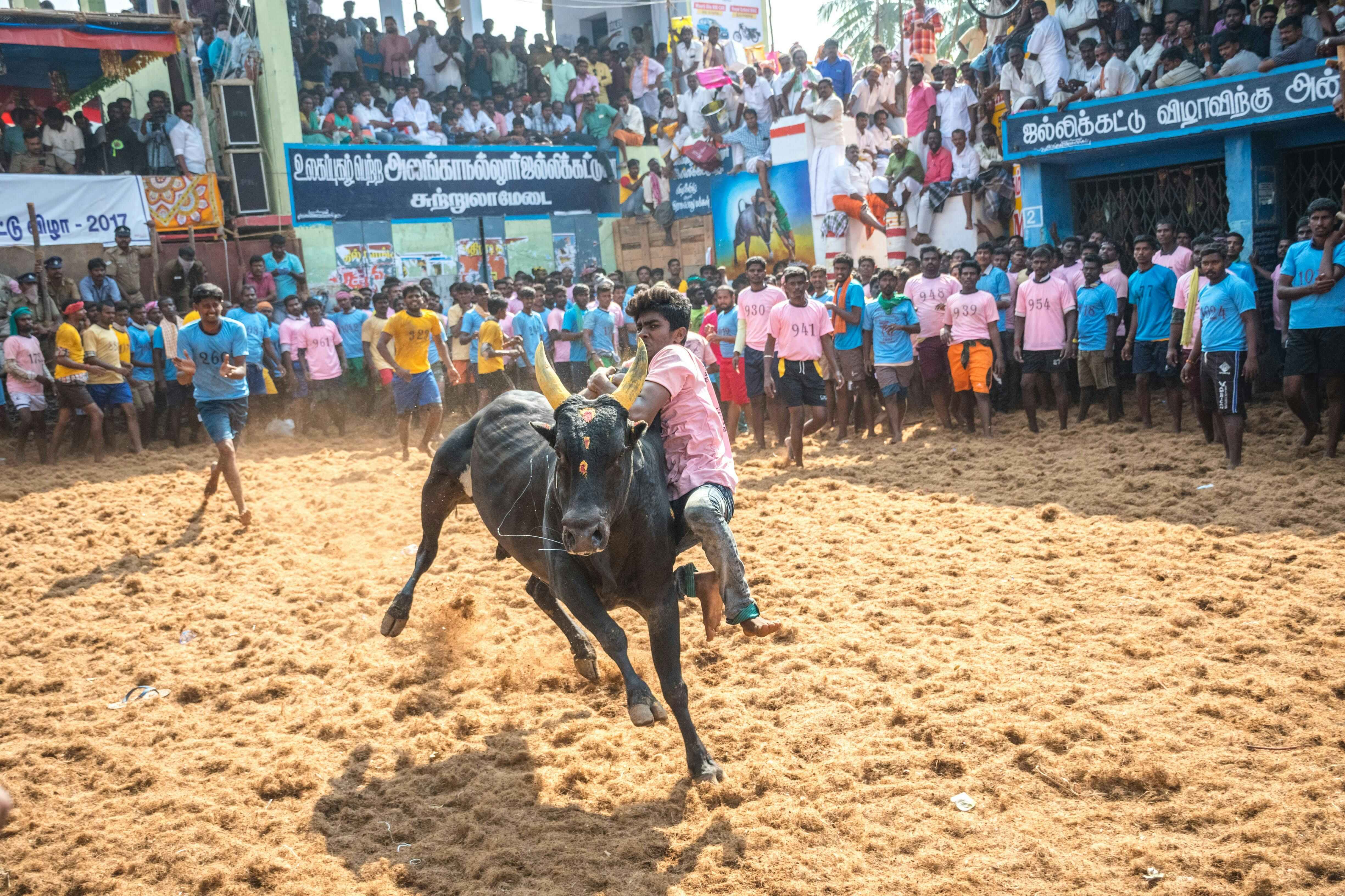 Jallikattu