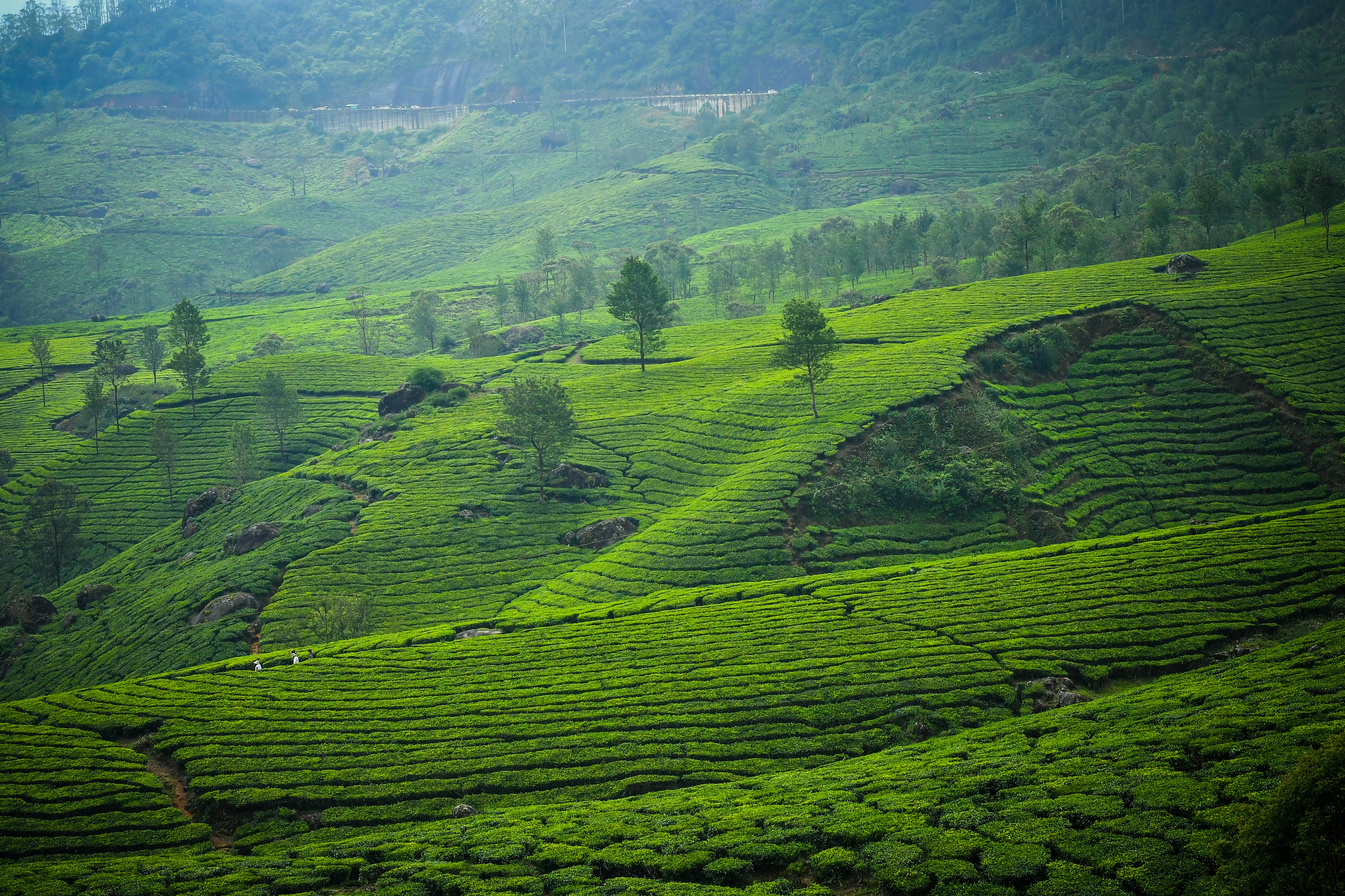 Munnar tea gardens