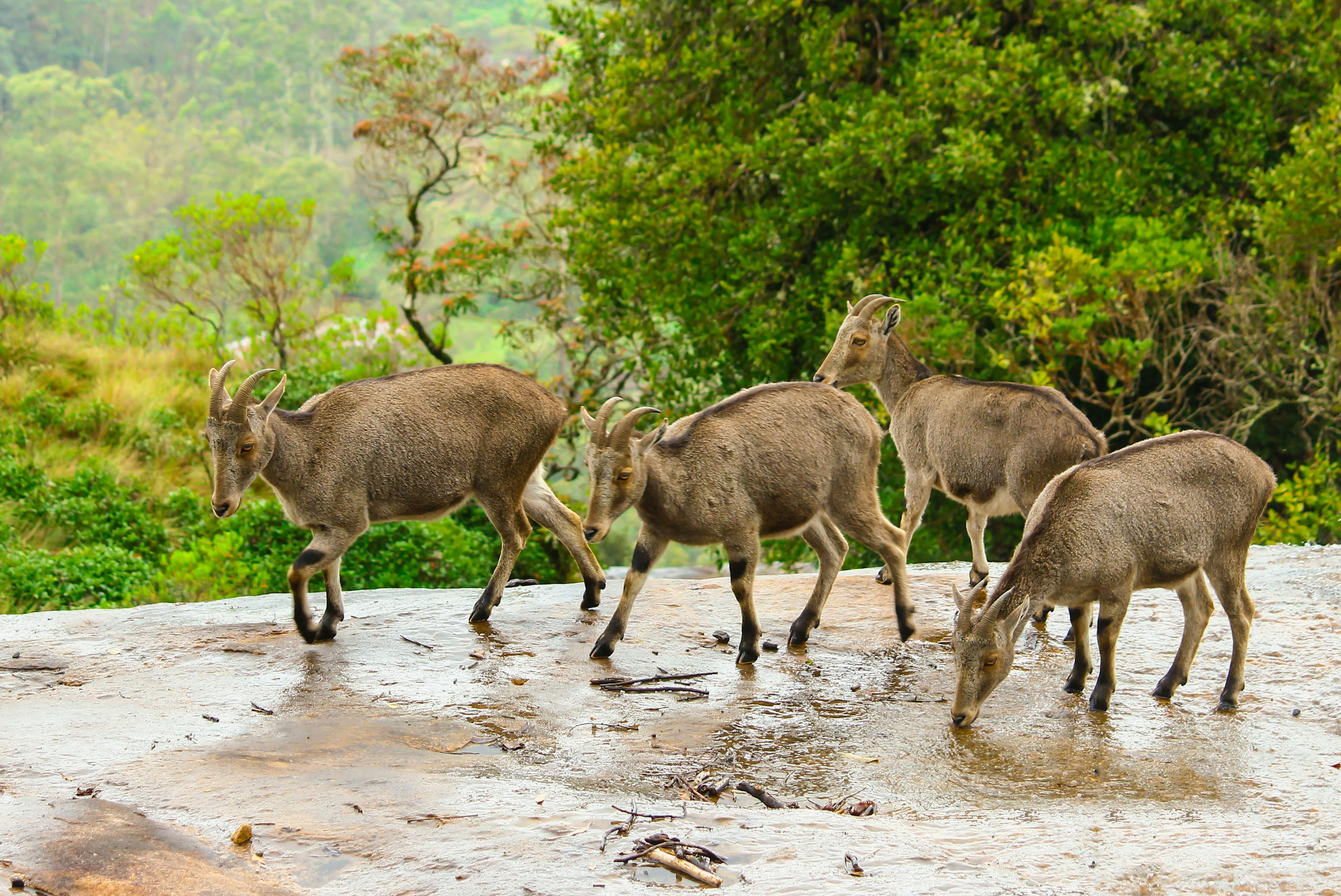 Spice Plantations in Thekkady